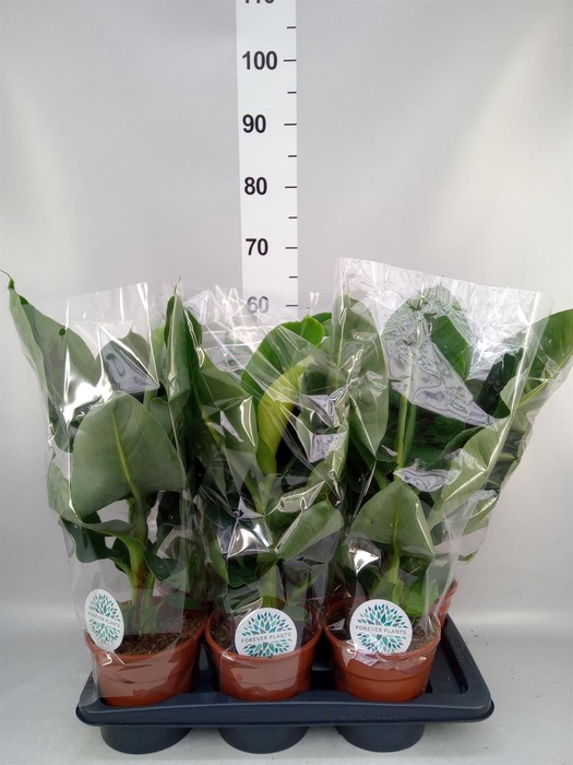 <h4>Musa  'Tropicana'</h4>