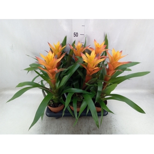 Guzmania  'Variada'