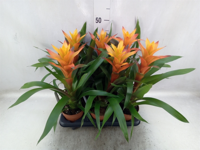 <h4>Guzmania  'Variada'</h4>