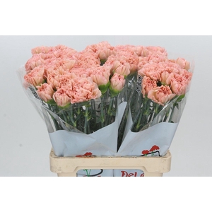 Dianthus St Lege Marrone