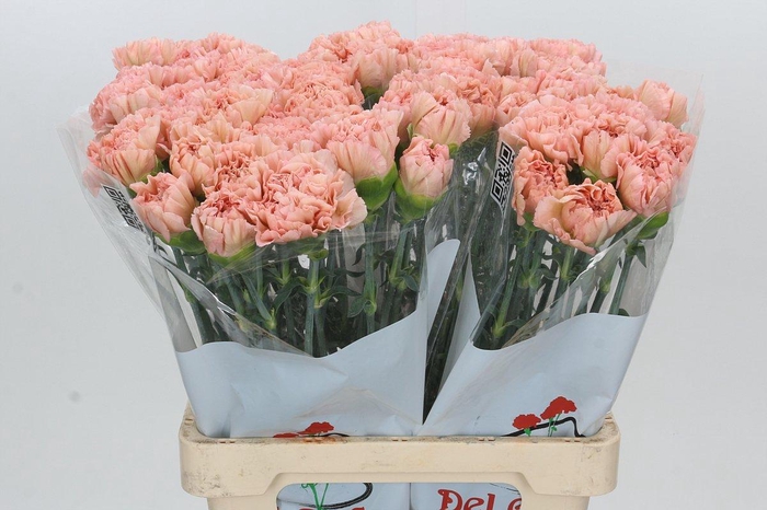 <h4>Dianthus St Lege Marrone</h4>