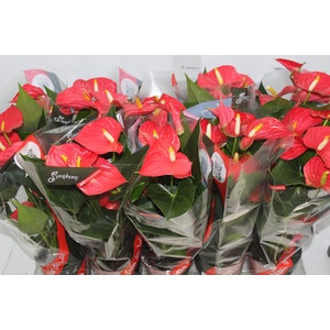 ANTHURIUM RED SUCCESS P12