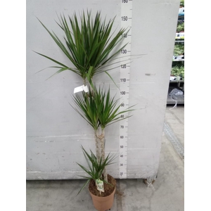 Dracaena marg.