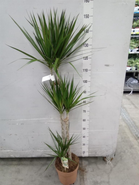 <h4>Dracaena marg.</h4>