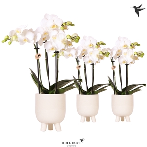 Kolibri Orchids Phalaenopsis white 3 spike in Gummy travertine