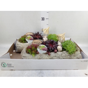 Arr.  Sempervivum L%