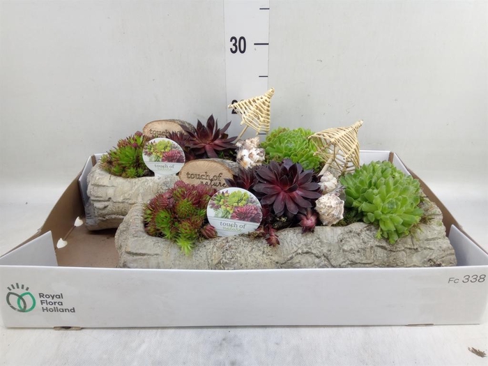 <h4>Arr.  Sempervivum L%</h4>