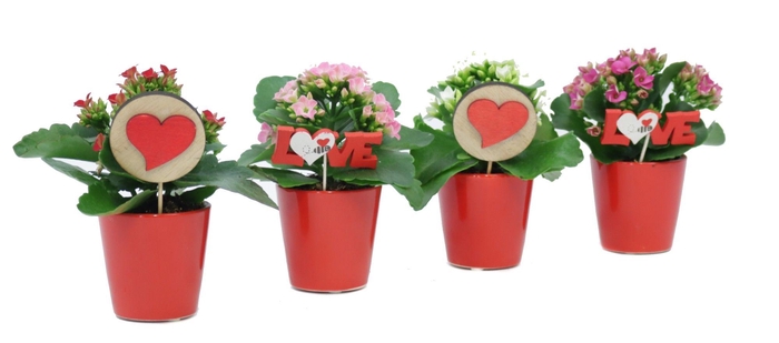 <h4>Kalanchoe 6 cm in rode sierpot met love bijsteker</h4>