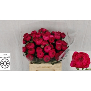 Ran Aazur Deep Rose N L