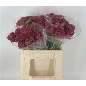 Ran Pon 1st Aladdin Rosa