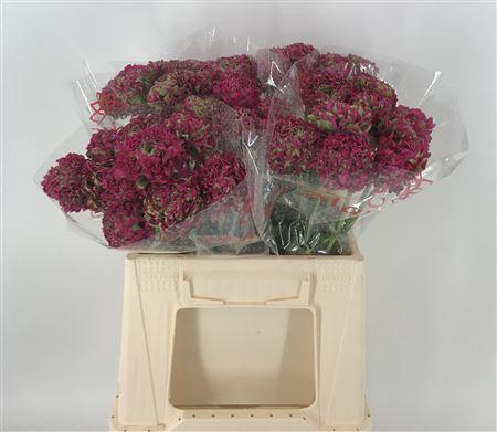 <h4>Ran Pon 1st Aladdin Rosa</h4>