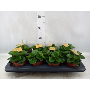 Peperomia obt. 'Obtipan'