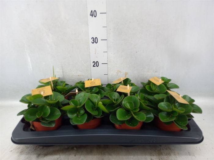 <h4>Peperomia obt. 'Obtipan'</h4>