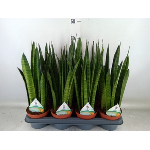 Sansevieria zeylanica