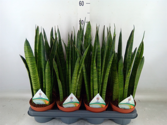 <h4>Sansevieria zeylanica</h4>