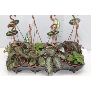 EPISCIA C13 VARIADO