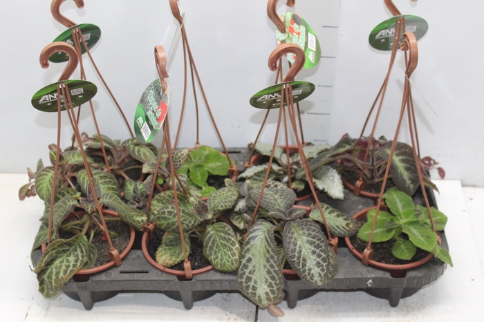 <h4>EPISCIA C13 VARIADO</h4>