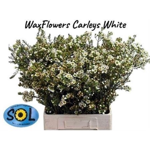 Chame Un Carlys Whit