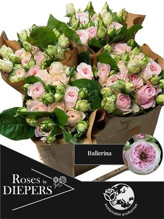 <h4>R Tr Ballerina</h4>