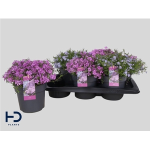 PHLOX SUBULATA