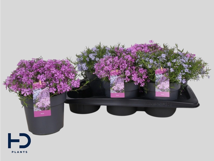 <h4>PHLOX SUBULATA</h4>