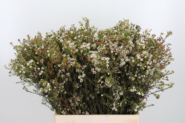 <h4>Chame Blondie</h4>