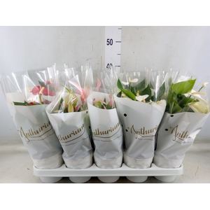 Anthurium andr.   ...mix  3
