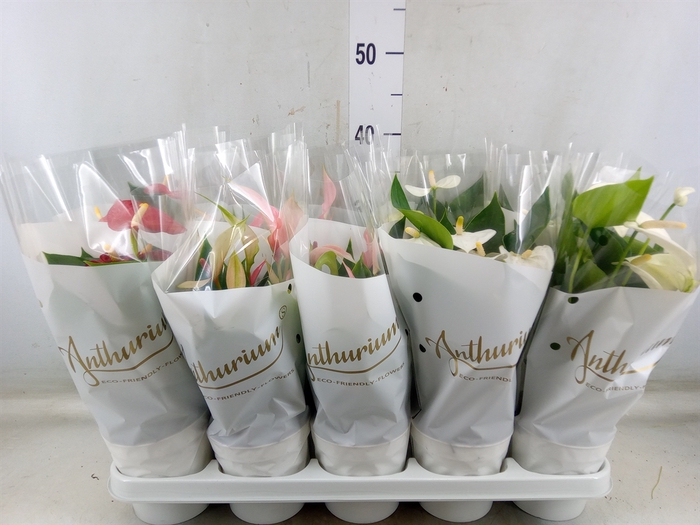 <h4>Anthurium andr.   ...mix  3</h4>