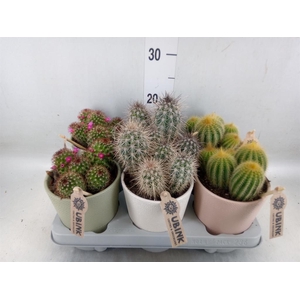 Cactus   ...mix