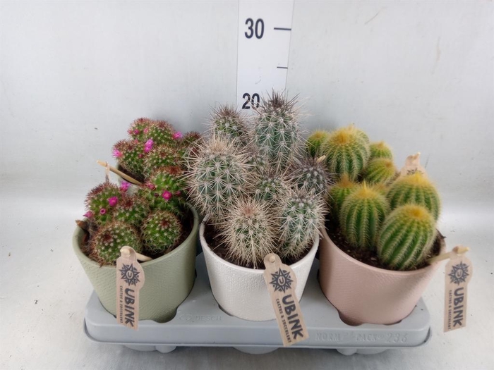 <h4>Cactus   ...mix</h4>