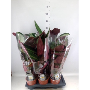 Calathea   ...mix