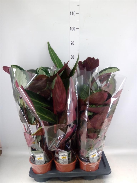 <h4>Calathea   ...mix</h4>