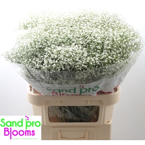Gypsophila paniculata Zinzi Discovery