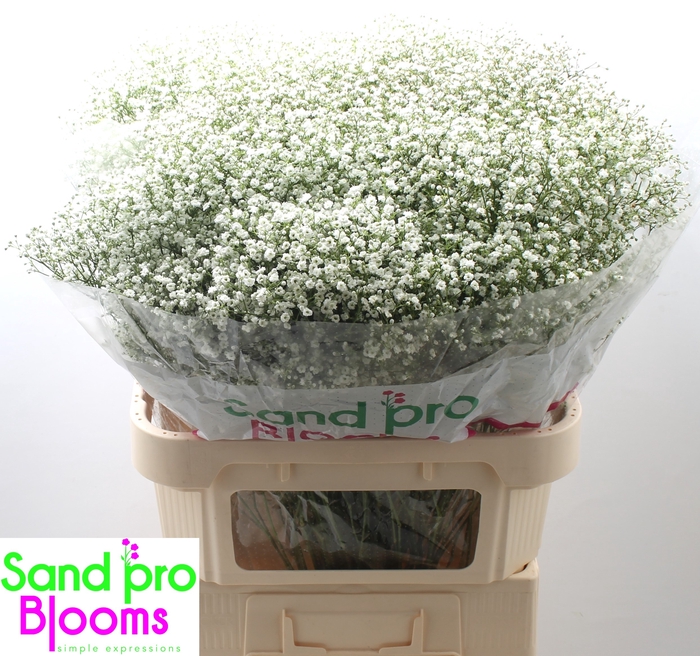 <h4>Gypsophila paniculata Zinzi Discovery</h4>