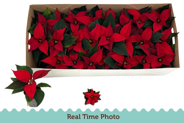 Euphor P Chr Feeling