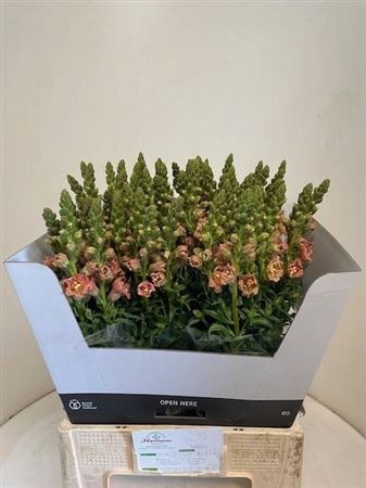 <h4>ANTIR HOLLY DOUBLE ORANGE</h4>