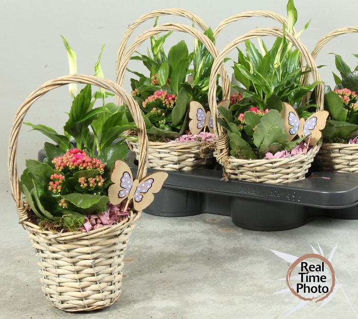 <h4>ARR KAMERPL</h4>