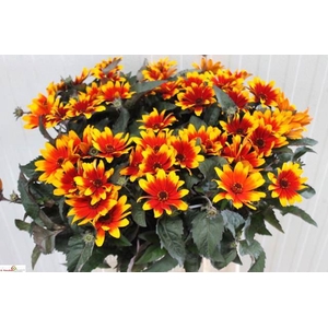 HELIOPSIS SPARKL CONTRAST