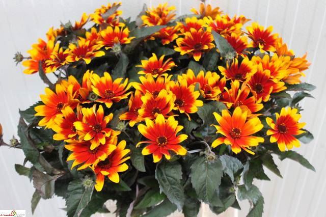 <h4>HELIOPSIS SPARKL CONTRAST</h4>