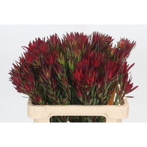Leucadendron Blush Spray