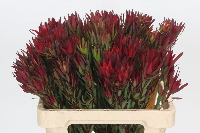 <h4>Leucadendron Blush Spray</h4>