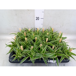 Chlorophytum com. 'Ocean'