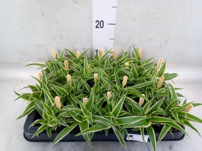 <h4>Chlorophytum com. 'Ocean'</h4>