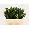 Aralia Spider 35cm
