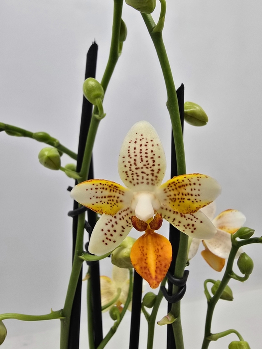 <h4>Limited 37 week 7</h4>