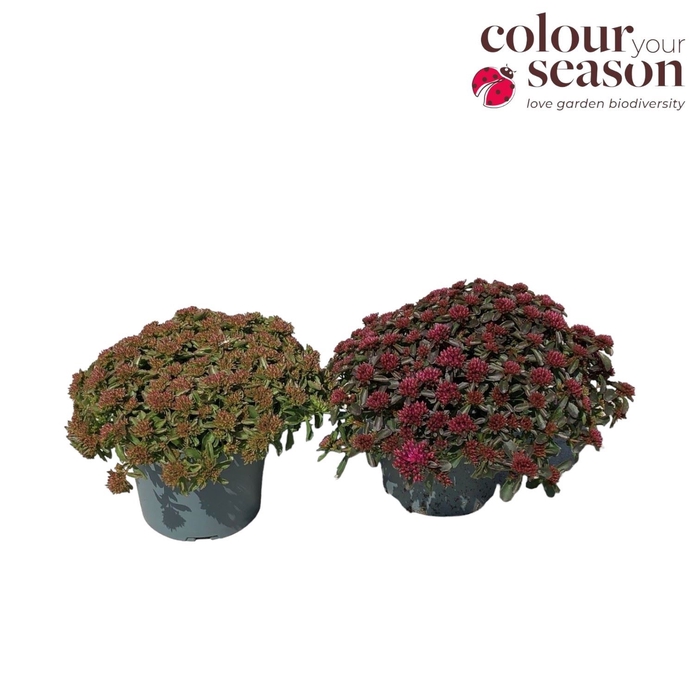 <h4>Sedum spurium 'Spot on Pink'</h4>