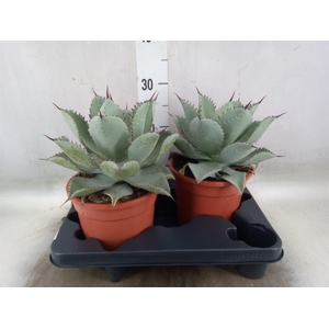 Agave   ...