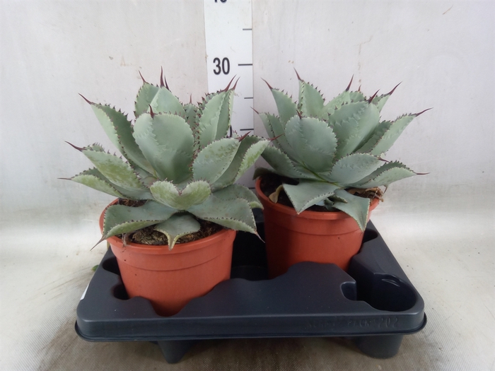 <h4>Agave   ...</h4>
