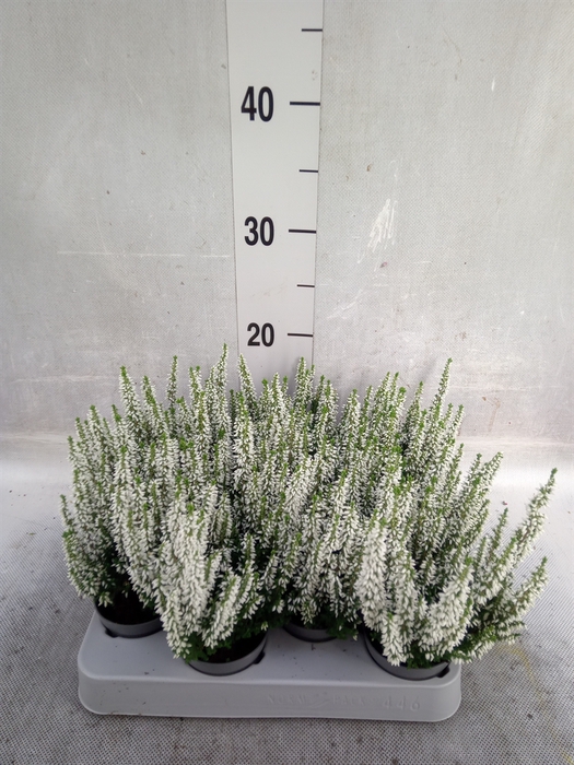 Calluna vulg. 'Beauty L Venca'