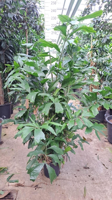 <h4>Caryota mitis</h4>